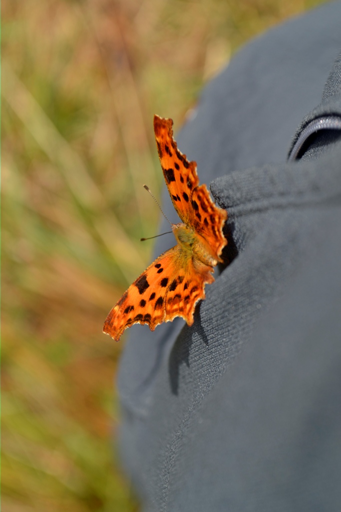 Polygonia egea?